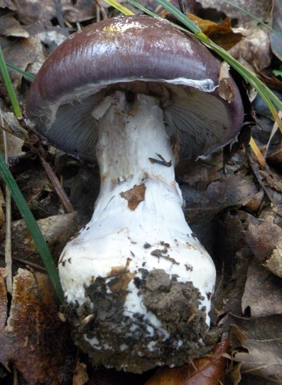 Cortinarius praestans ?